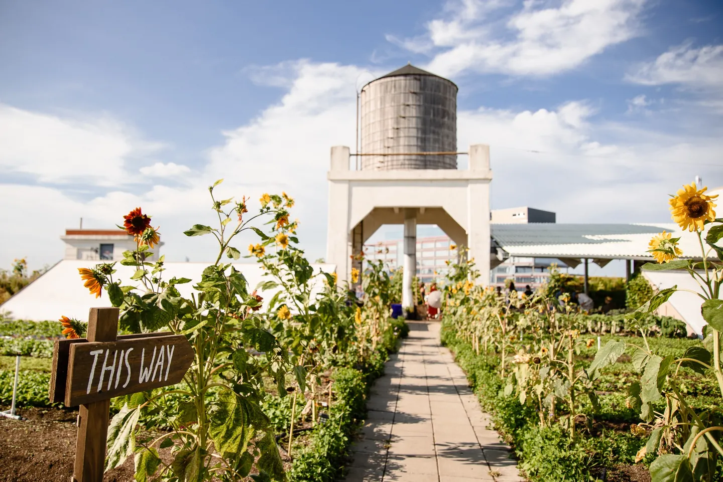 A sunflower-lined path leads toward a wooden water tower on the rooftop farm