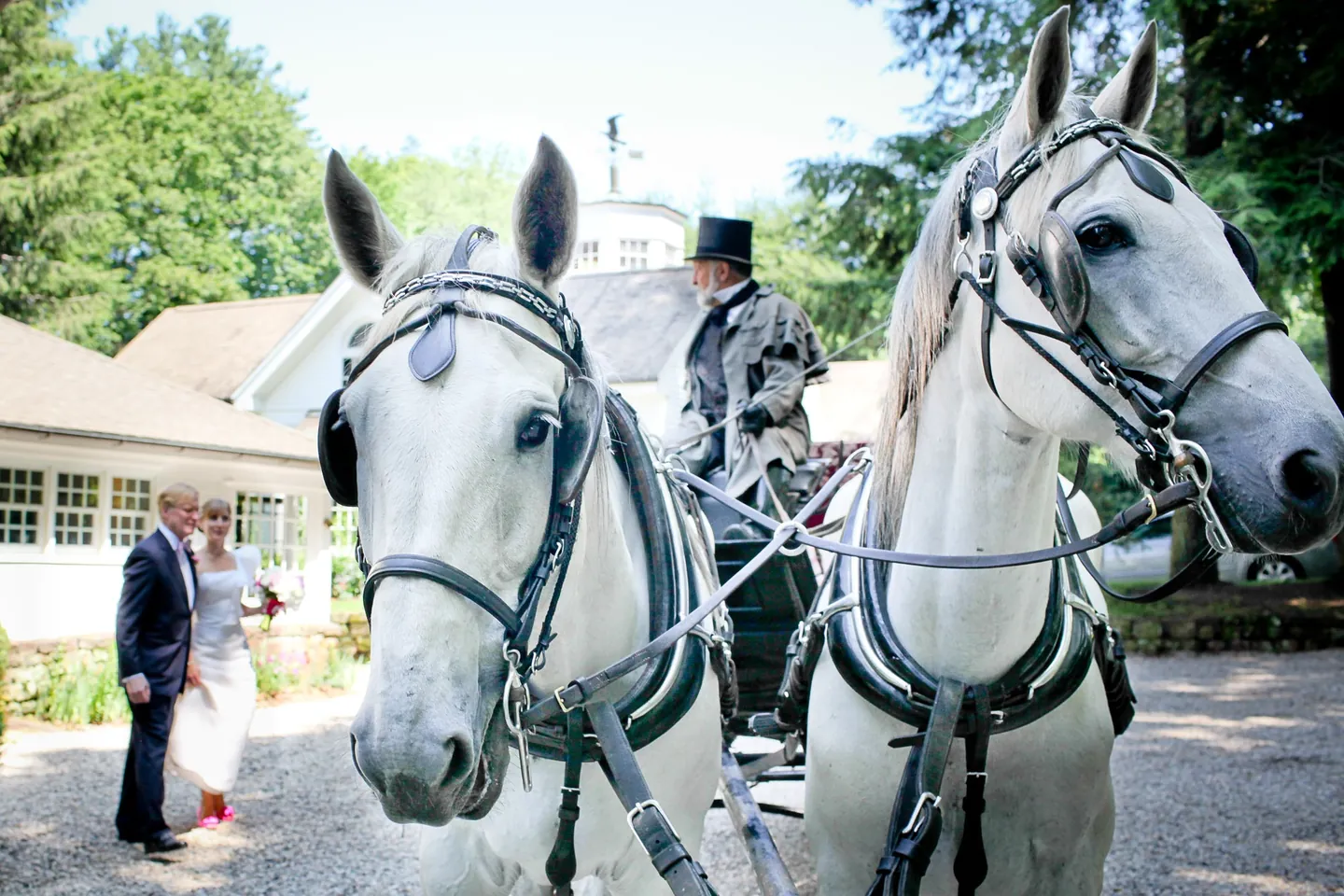 A pair of gray horses and a carriage wait in the gravel drive beside a man in a suit