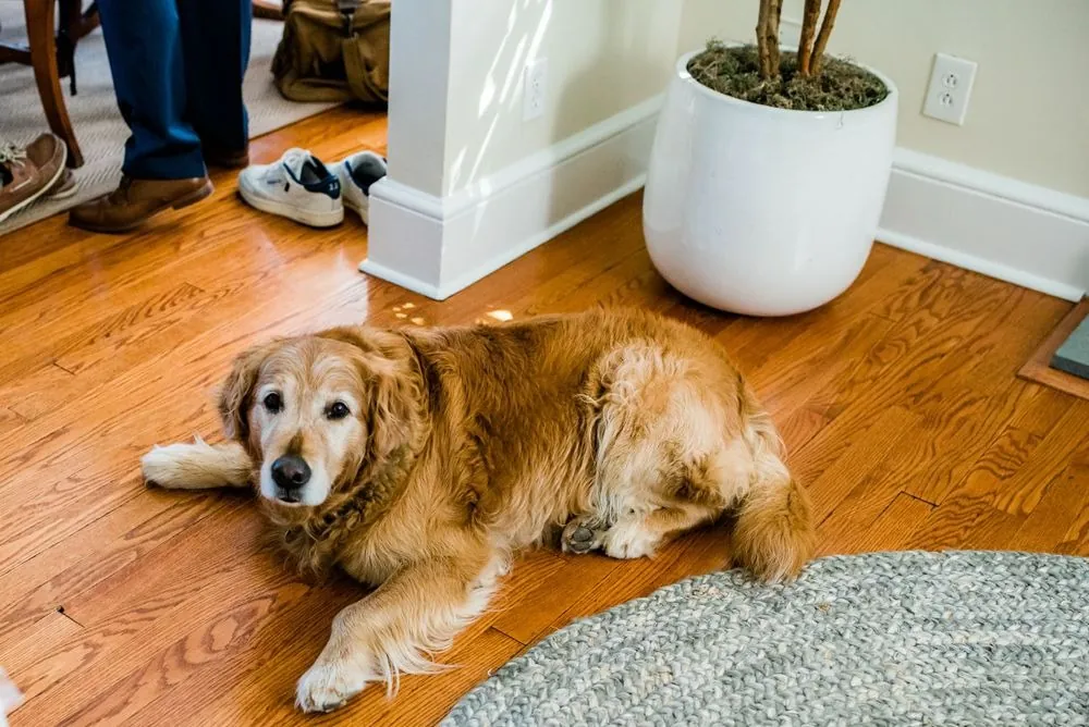An old golden retriever rests on the hardwood floor during the morning prep
