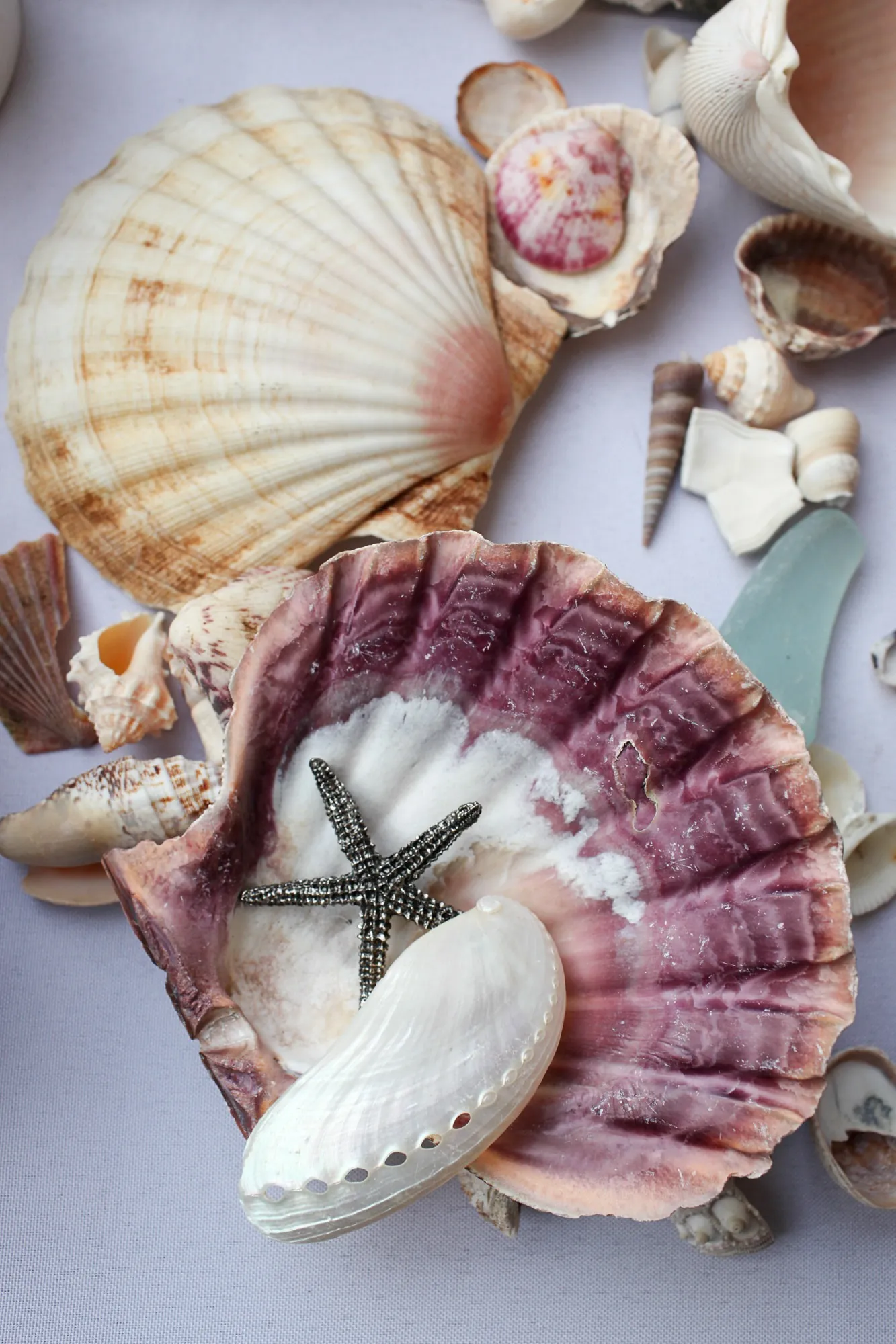 A cluster of scallop shells and seashells in pinks and purples