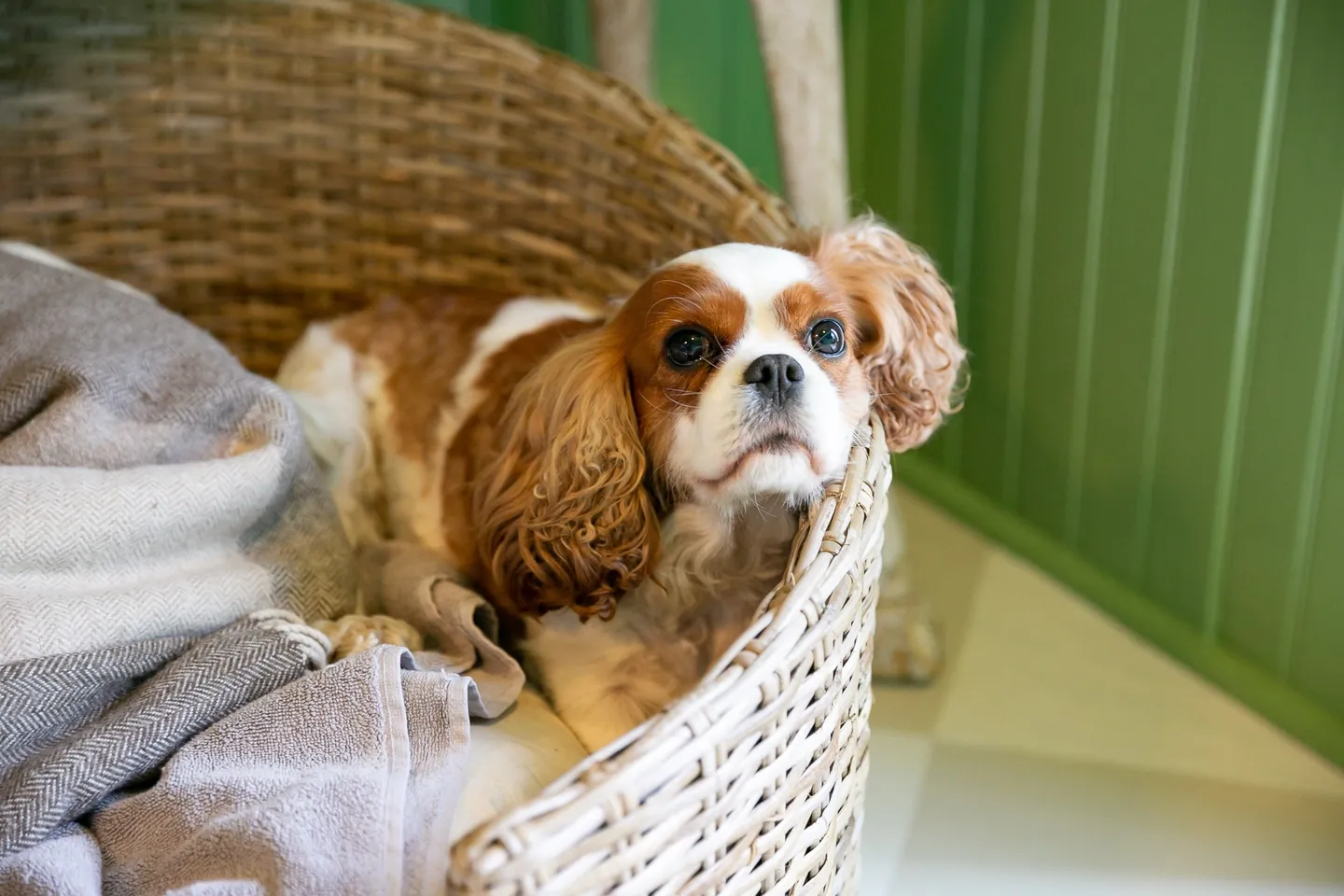 A Cavalier spaniel rests in a wicker basket lined with a grey blanket