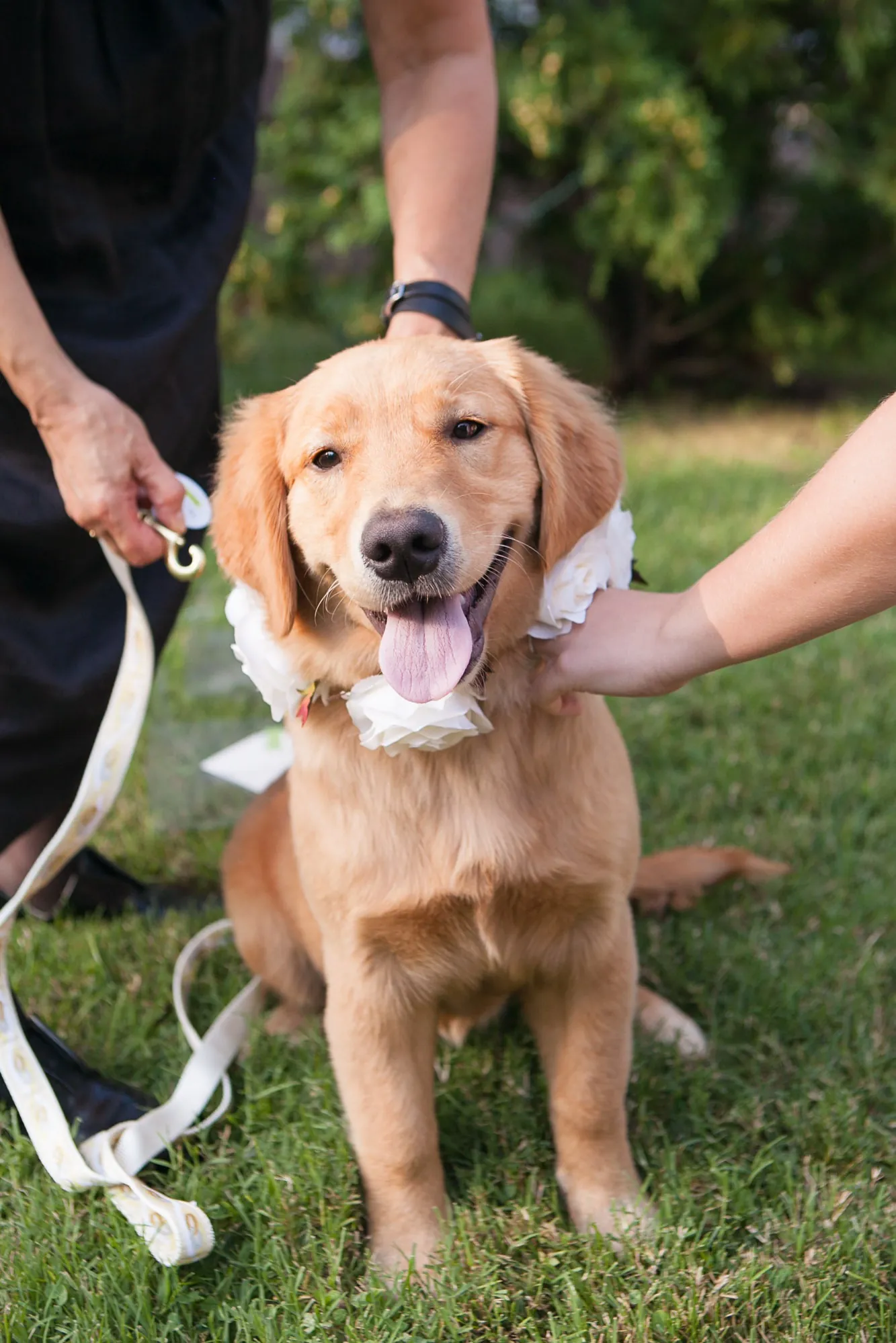 A golden retriever sits on the grass on a white leash, looking up