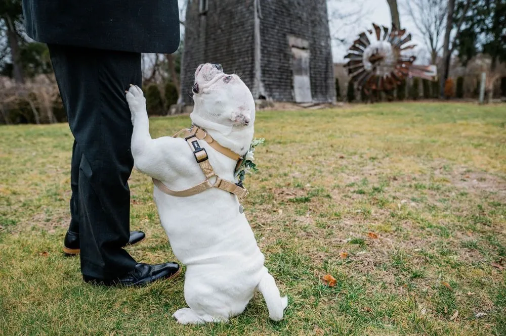 A white bulldog in a floral collar leans up against the groom's leg on the grass